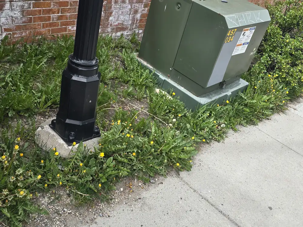 Overgrown planting bed around a utility box before landscape cleanup
