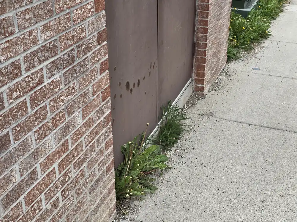 Weeds along a concrete entry walkway before landscape cleanup